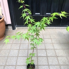 紅葉🍁もみじ苗木　⑥
