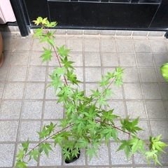紅葉🍁もみじ苗木　⑥の画像