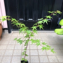 紅葉🍁もみじ苗木　⑥の画像