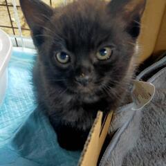 黒猫の子猫🐈‍⬛♂