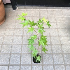 紅葉🍁もみじ苗木　⑦の画像