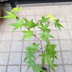 紅葉🍁もみじ苗木　⑦の画像