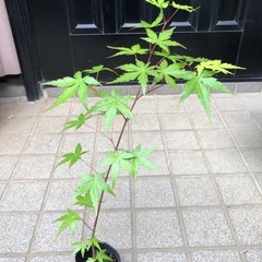 紅葉🍁もみじ苗木　⑦の画像
