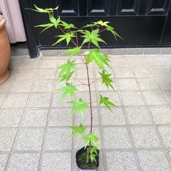 紅葉🍁もみじ苗木　⑦
