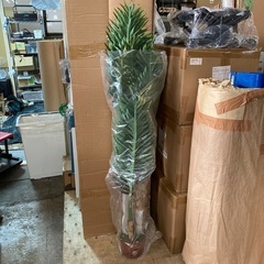 【高さ約150cm】人工観葉植物フェイクグリーン 熱帯のヤシの木...