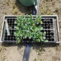 カリフラワーの🌱余り苗お譲りします🙇⤵️