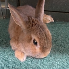ミニウサギ♂3歳6ヶ月