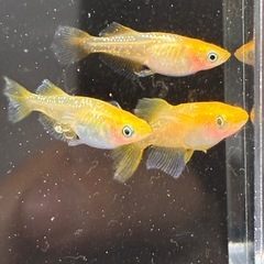 めだか　金華獣　2ペア+1  産卵確認済み