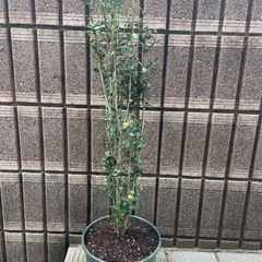 植木譲ります