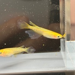 (決まりました)　レクリス　3ペア 産卵確認済み