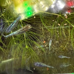 サファイアメダカ　若魚