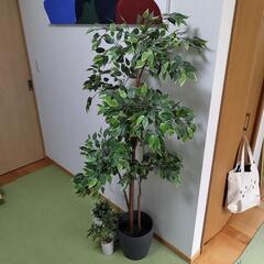 IKEA 観葉植物セット