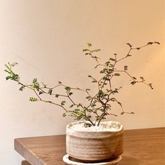 観葉植物　ソフォラ・リトルベイビー　高さ23cm　おしゃれな4号...