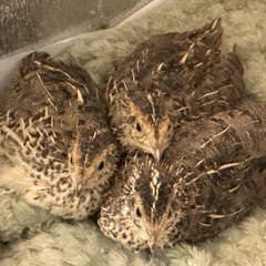 うずら　生後3週間　3羽