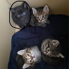 子猫　4匹決まりました