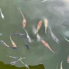 ミックスメダカ④    10匹　300円