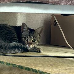 子猫さがしてください