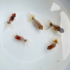 (終了)金魚 東錦稚魚