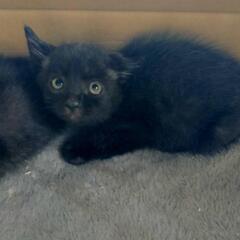 黒猫の可愛い子猫🐈‍⬛🐾
