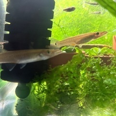 アクアリウム友達　水槽　採取　海水魚　熱帯魚　淡水魚 - 友達