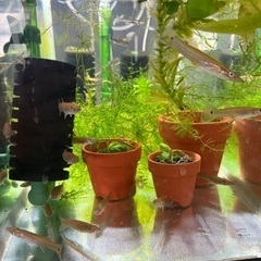 アクアリウム友達　水槽　採取　海水魚　熱帯魚　淡水魚 - メンバー募集