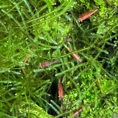 アクアリウム友達　水槽　採取　海水魚　熱帯魚　淡水魚 − 高知県