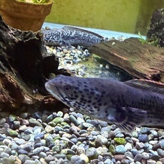 アクアリウム友達　水槽　採取　海水魚　熱帯魚　淡水魚