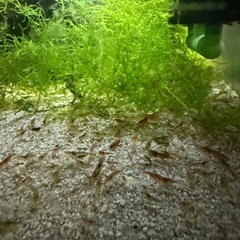 アクアリウム友達　水槽　採取　海水魚　熱帯魚　淡水魚 - 高知市