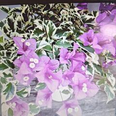 剪定した枝下さい。ブーゲンビリア
