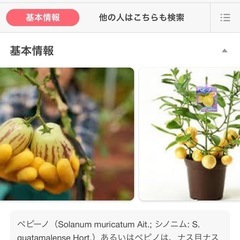 ペピーノの苗