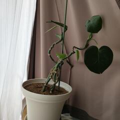 観葉植物☆モンステラ