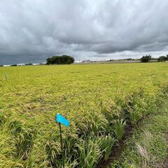【西三河・安城市】[登録制］田んぼの草刈りスタッフ募集中の画像