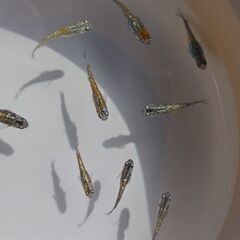 メダカ　【天界】　若魚10匹  産卵中