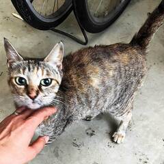 迷い猫の里親募集！
