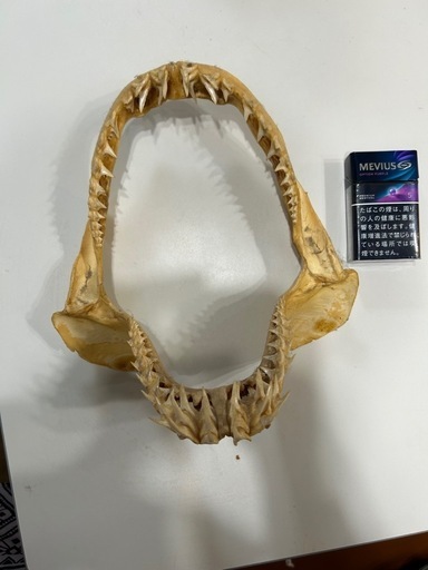 スポーツ 野球サメの歯オブジェ12000