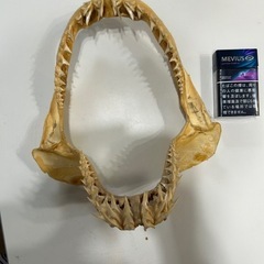 サメの歯オブジェ12000の画像