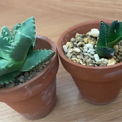 多肉植物◆四海波・竜燐