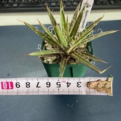多肉植物　アガベ　滝の白糸の画像