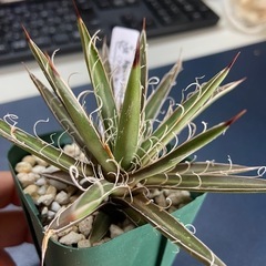 多肉植物　アガベ　滝の白糸の画像