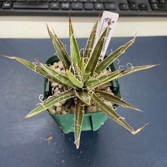 多肉植物　アガベ　滝の白糸