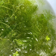 メダカ　浮草　水草　