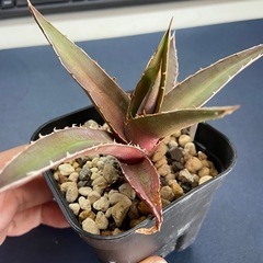 多肉植物　アガベ・ケルチョベイ ファジャパン・レッドの画像