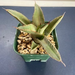 多肉植物　アガベ　チタノタ②