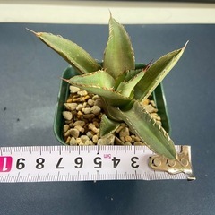 多肉植物　アガベ　チタノタ②の画像