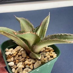 多肉植物　アガベ　チタノタ②の画像