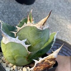 多肉植物　アガベ　チタノタ②の画像