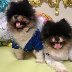 🐶⭐️犬友サークル募集⭐️‼️🐶