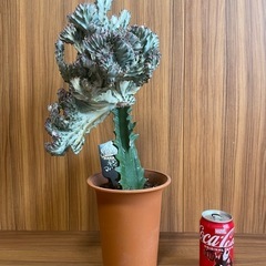 希少！
キングマハラジャ 観葉植物