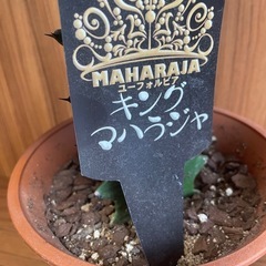 希少！
キングマハラジャ 観葉植物の画像
