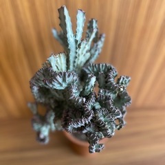 希少！
キングマハラジャ 観葉植物の画像